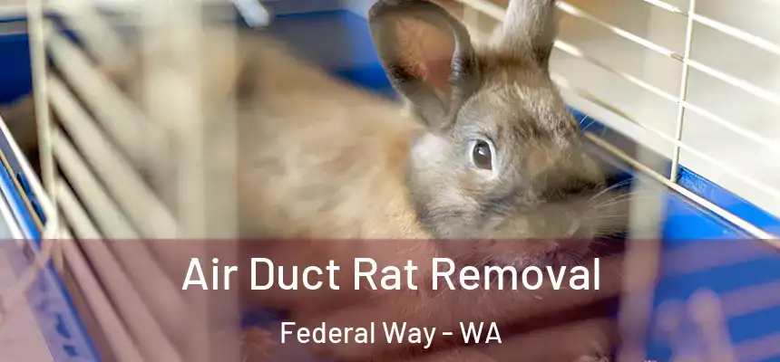 Air Duct Rat Removal Federal Way - WA