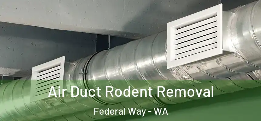 Air Duct Rodent Removal Federal Way - WA