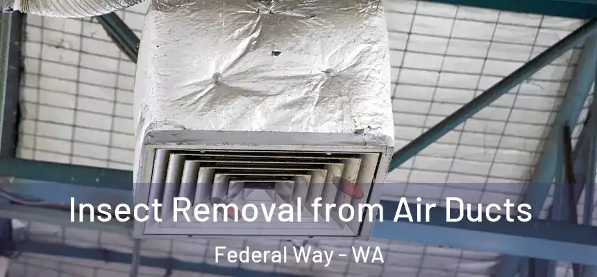 Insect Removal from Air Ducts Federal Way - WA